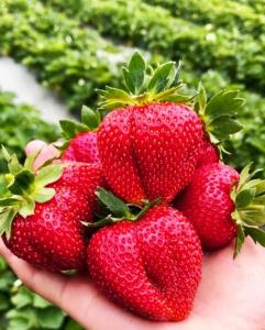 Клубника "МАРМЕЛАДА" (6 шт.)